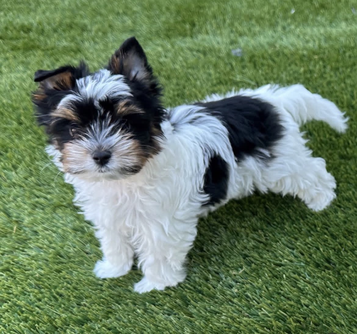 Bella, a female Tricolor Biewer Terrier puppy