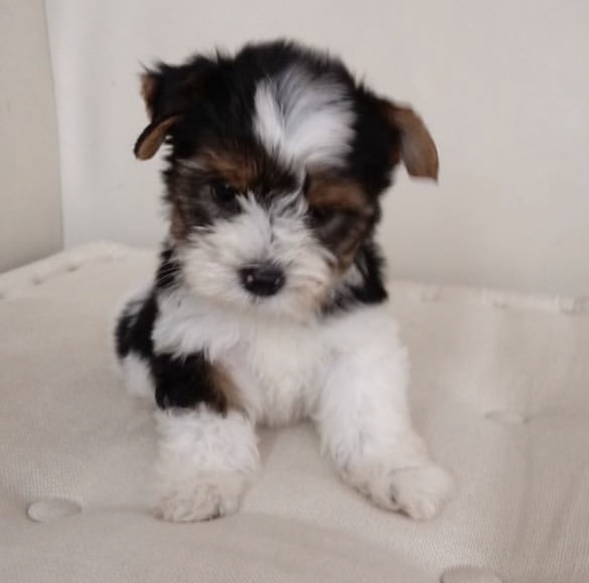 Charlie, a male Tricolor Biewer Terrier puppy