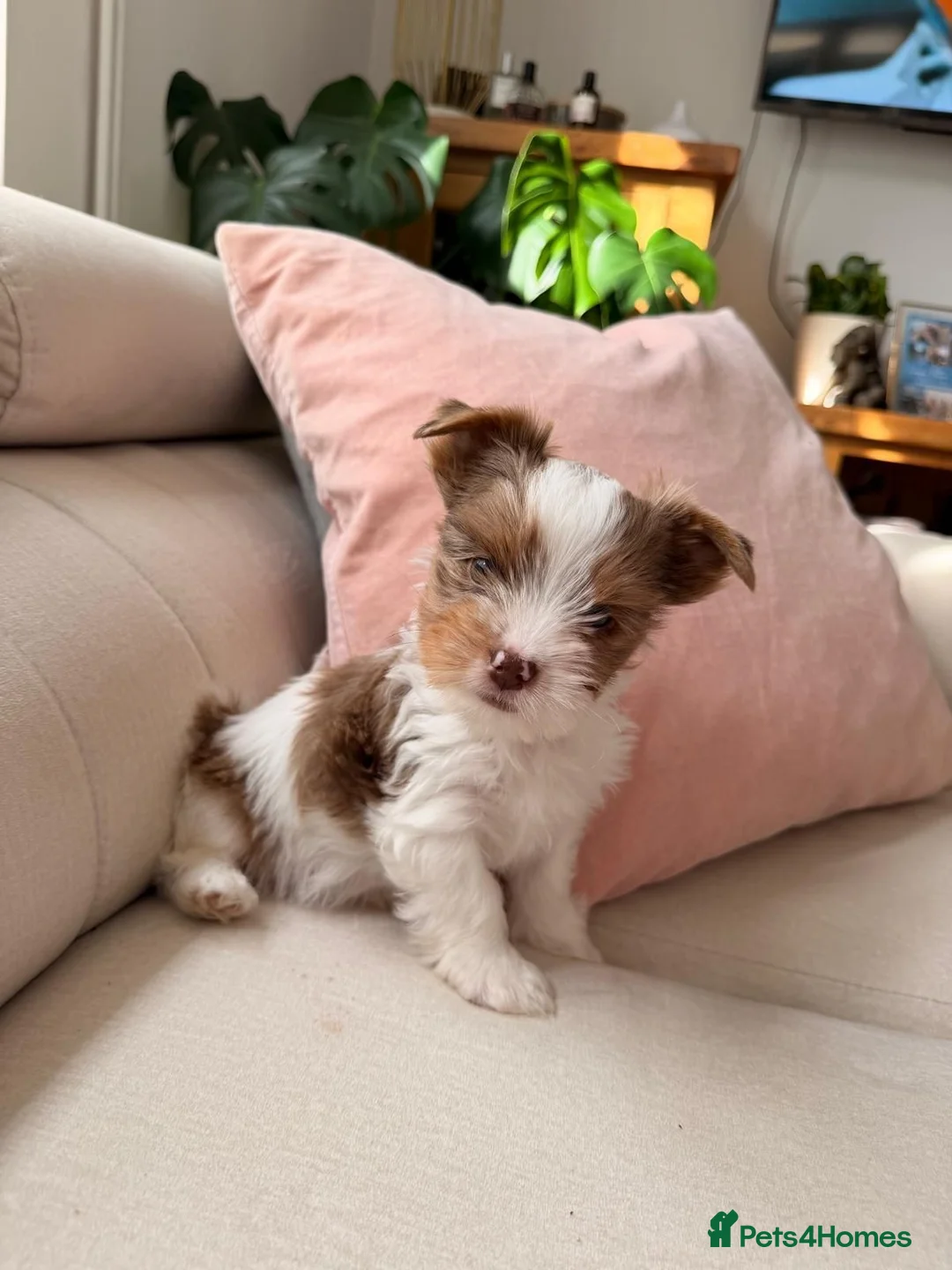 Daisy, a female Tricolor Biewer Terrier puppy