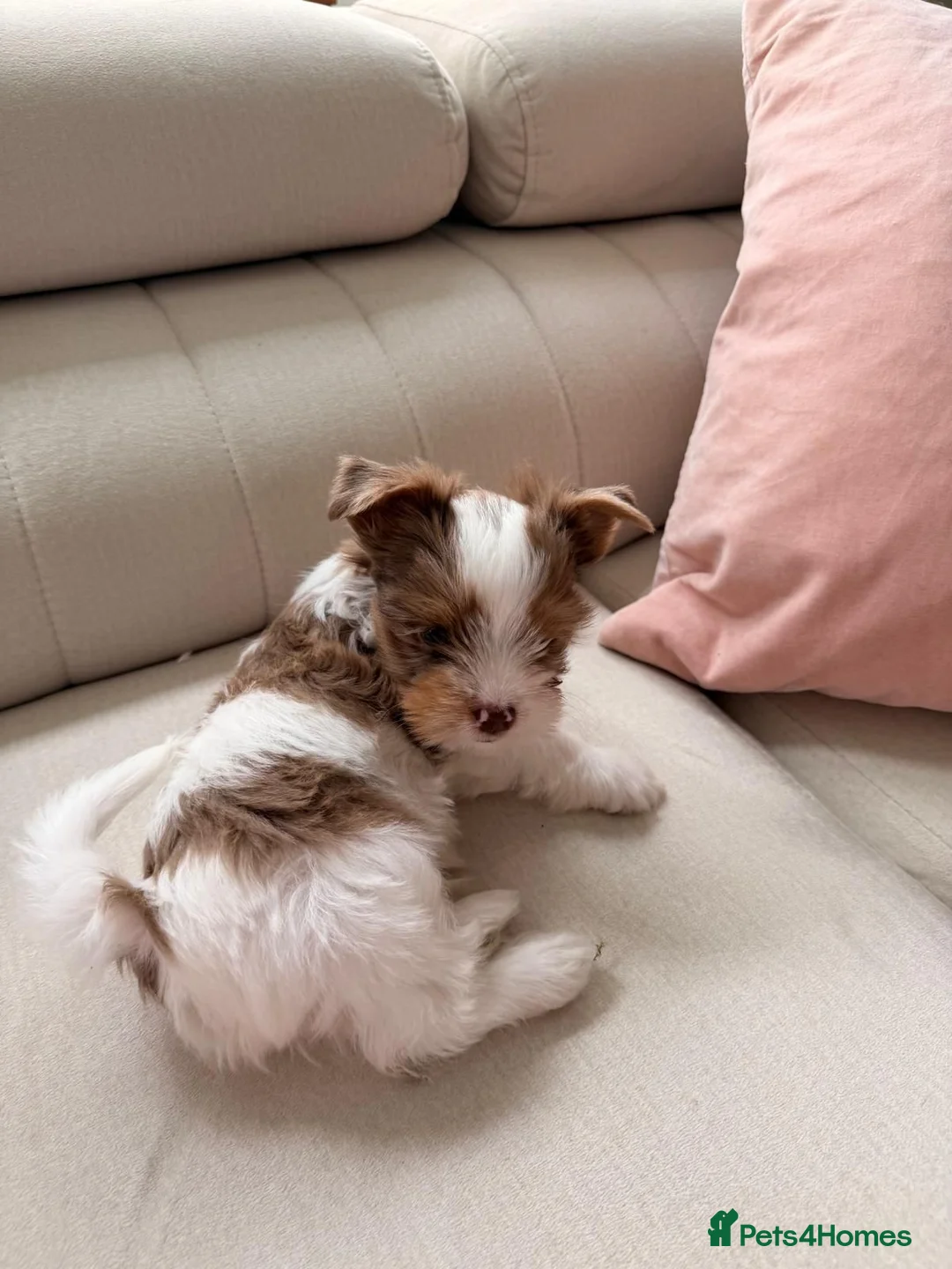 Side view of Daisy