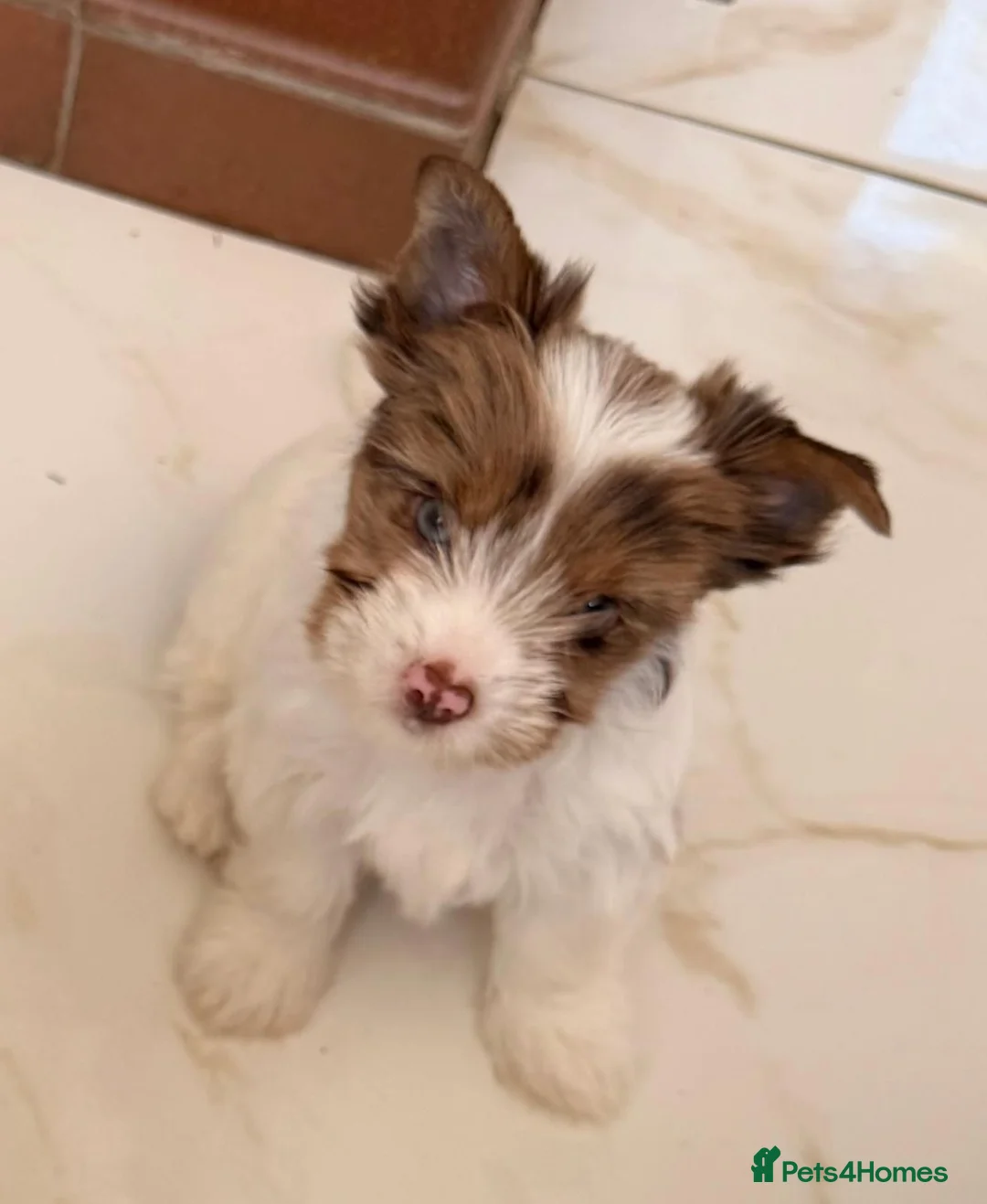 Close-up of Daisy