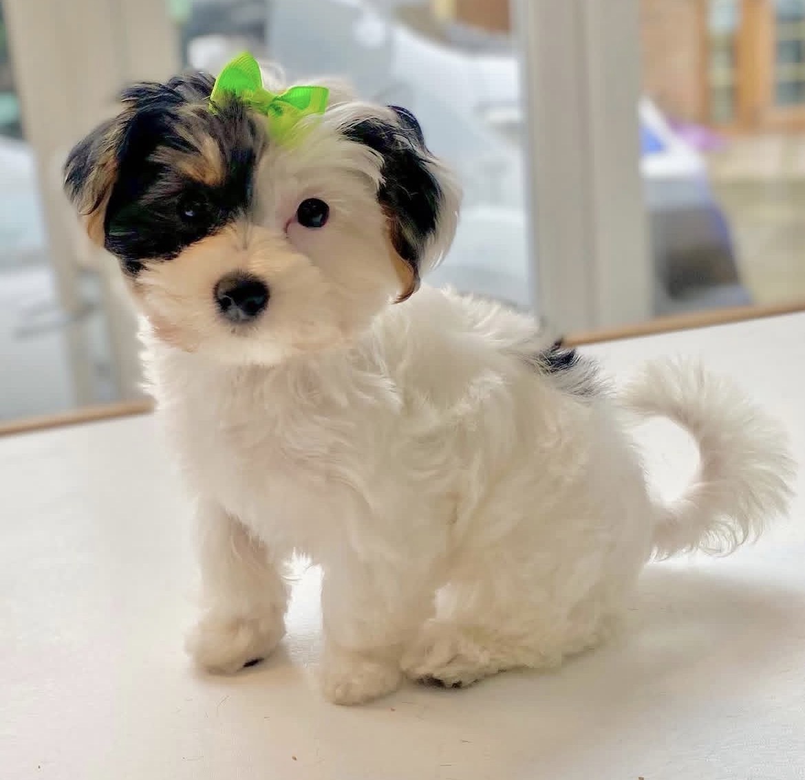 Luna, a female Tricolor Biewer Terrier puppy
