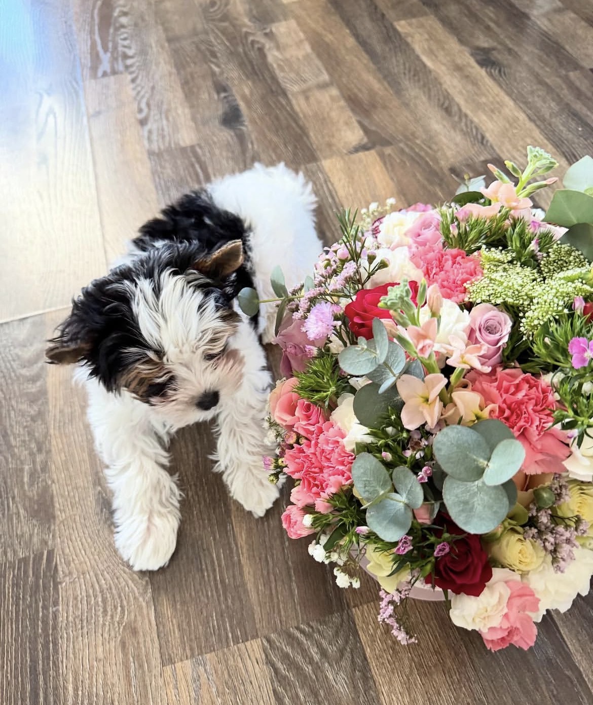 Max, a male Tricolor Biewer Terrier puppy