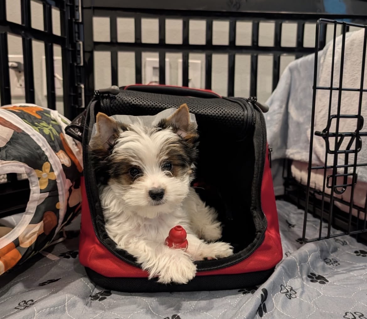 Riley, a male Tricolor Biewer Terrier puppy