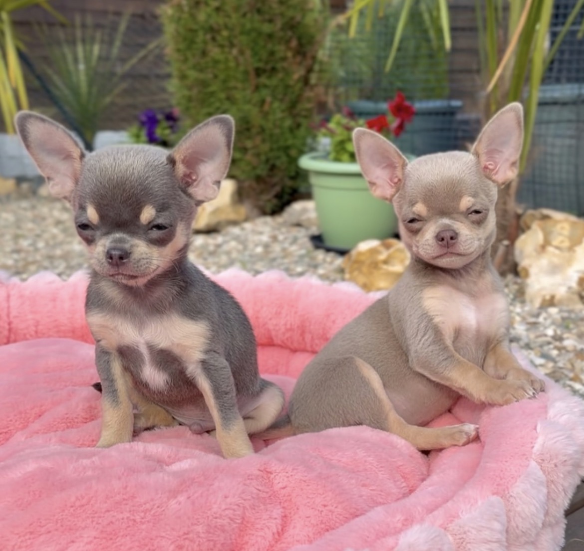 Chica, a female Black & Tan chihuahua puppy
