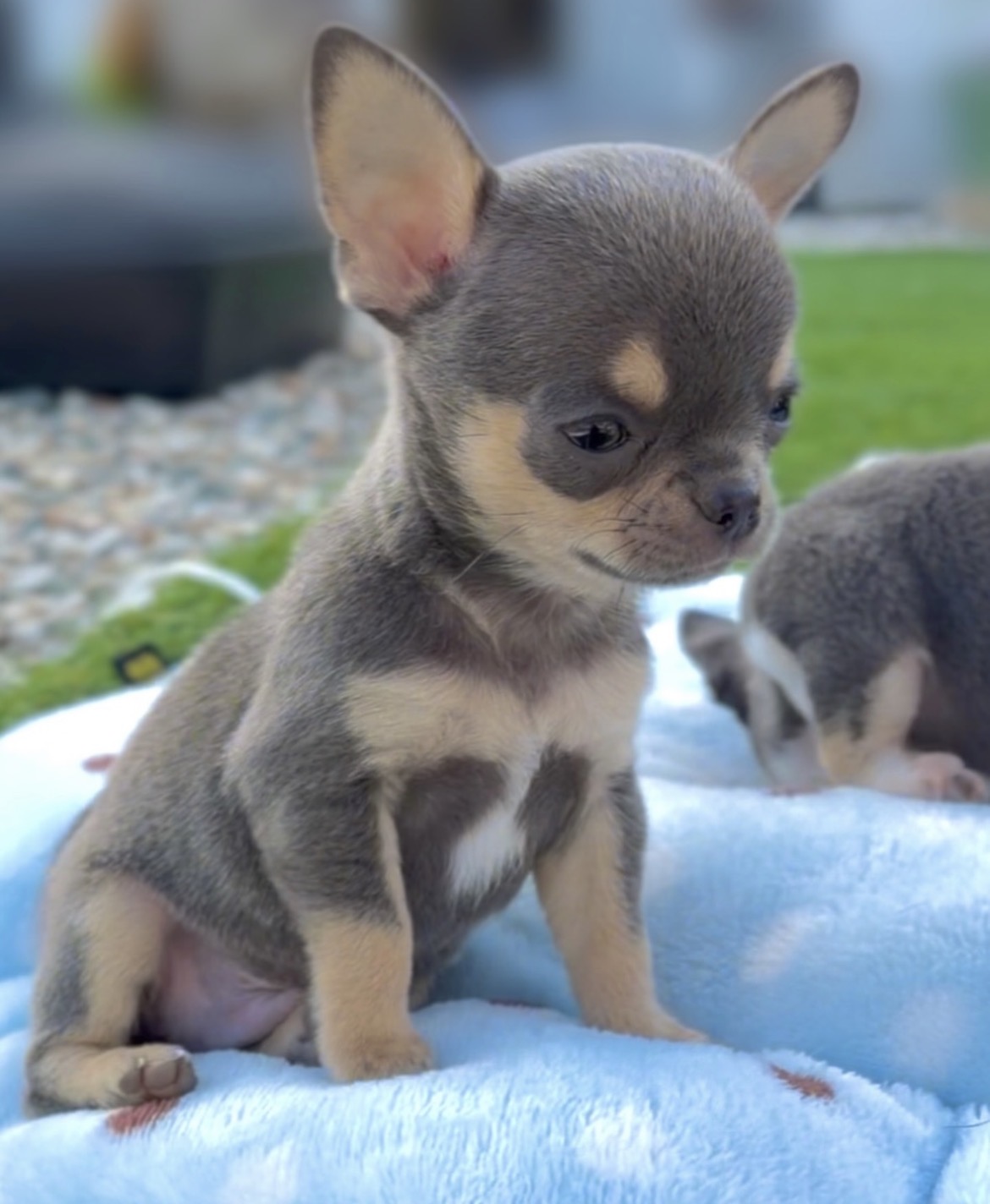 Side view of Chica, Black & Tan chihuahua