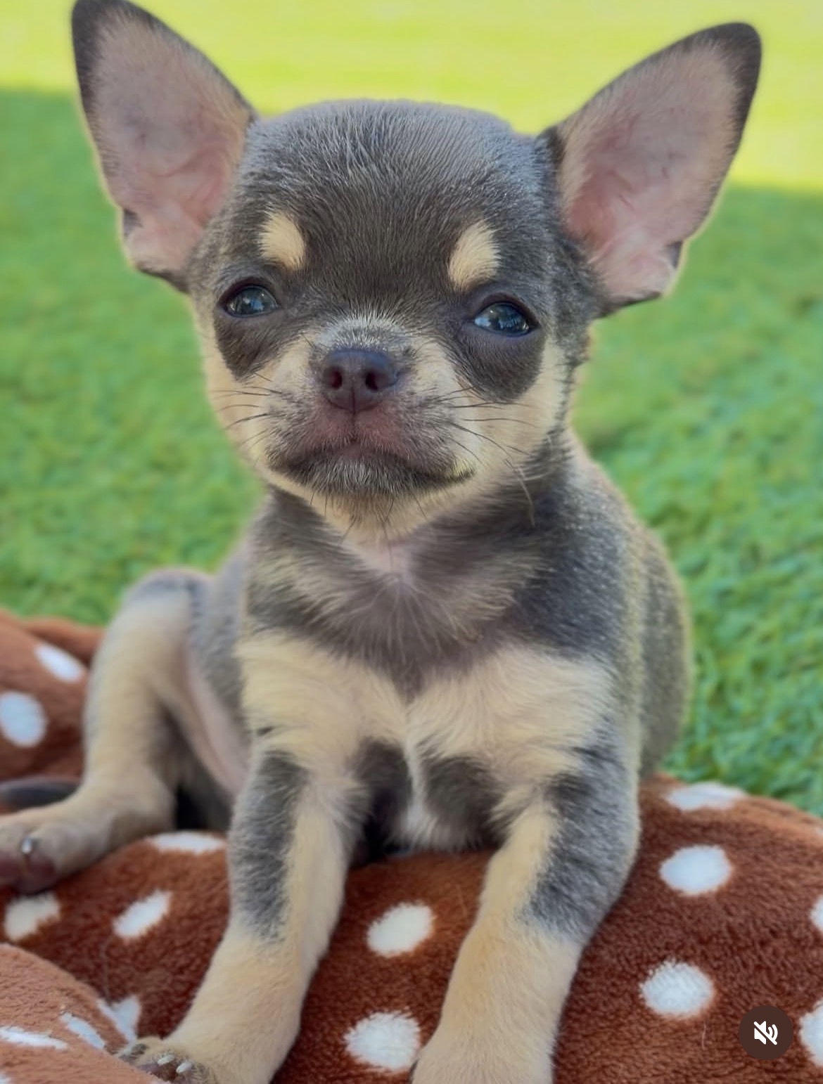 Close-up of Chica, Black & Tan chihuahua