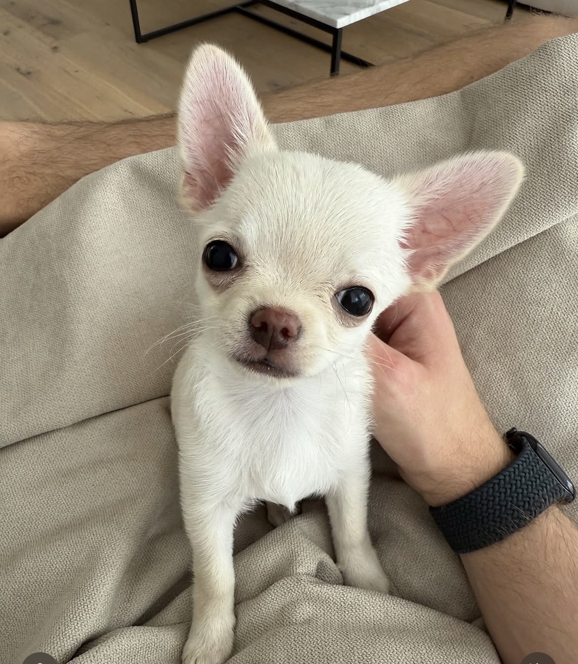 Lola, a female Cream chihuahua puppy