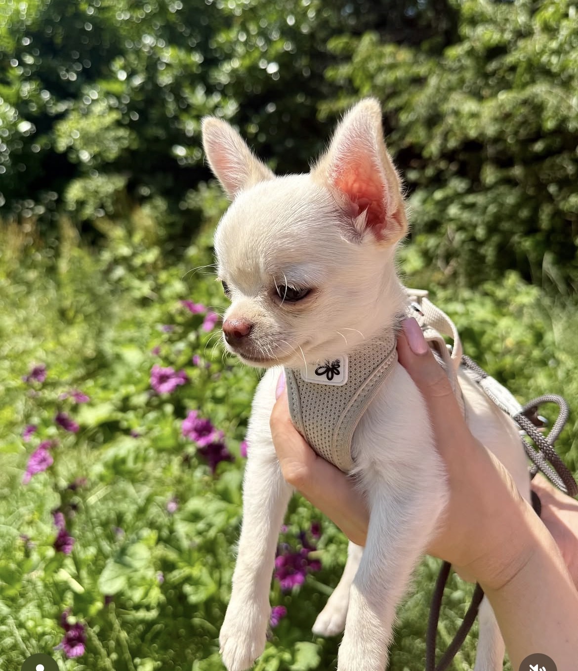 Side view of Lola, Cream chihuahua