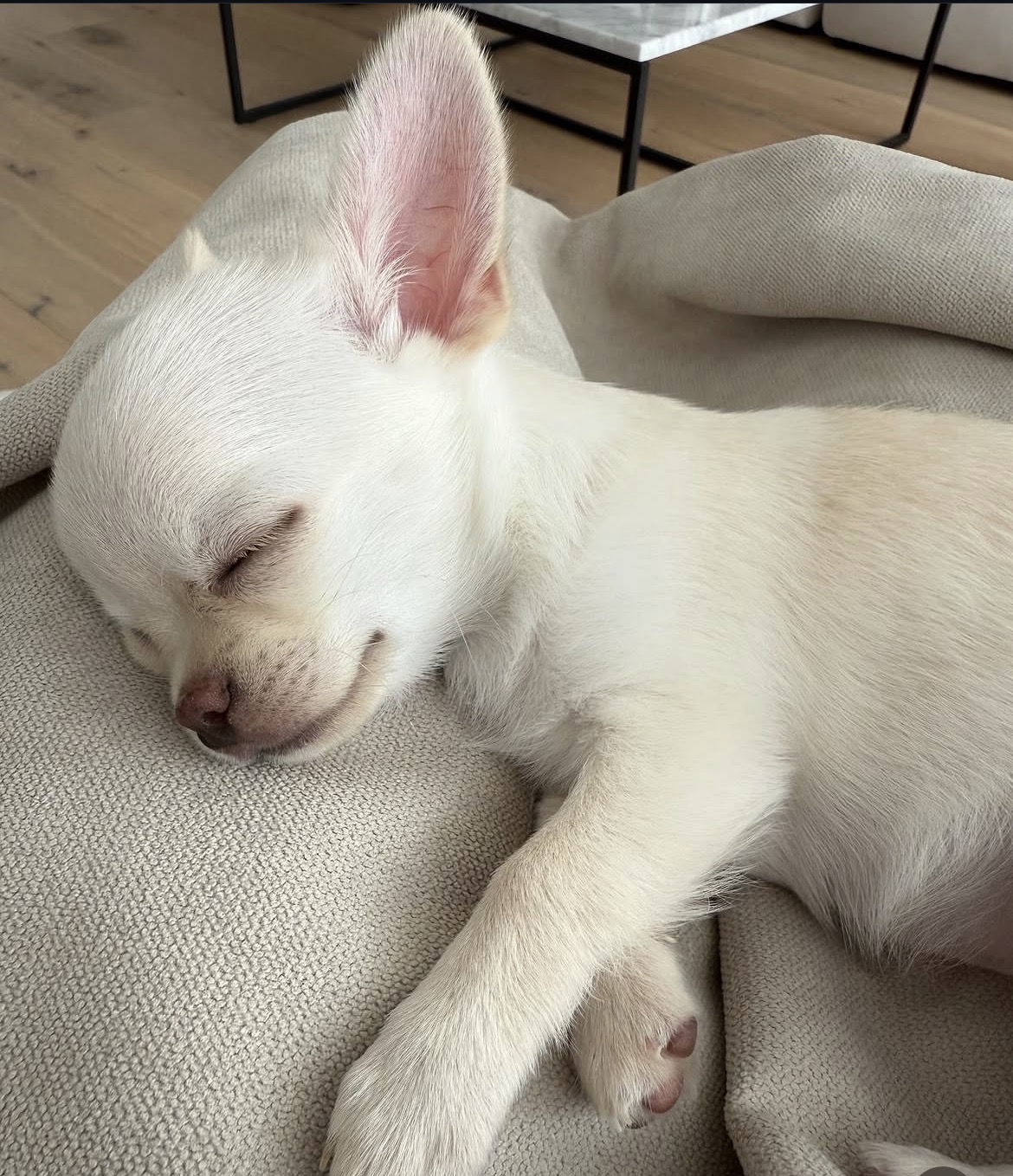 Close-up of Lola, Cream chihuahua