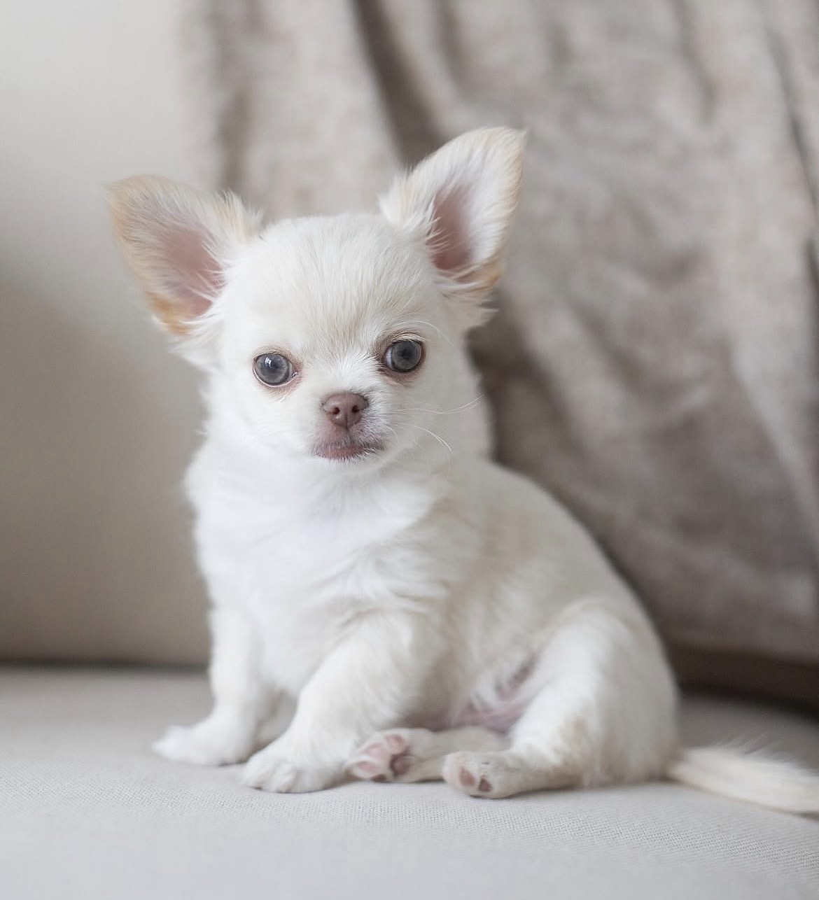 Paco, a male White chihuahua puppy