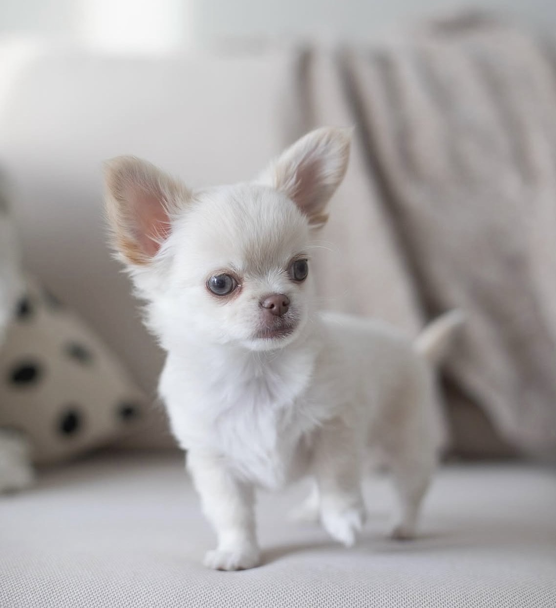 Side view of Paco, White chihuahua