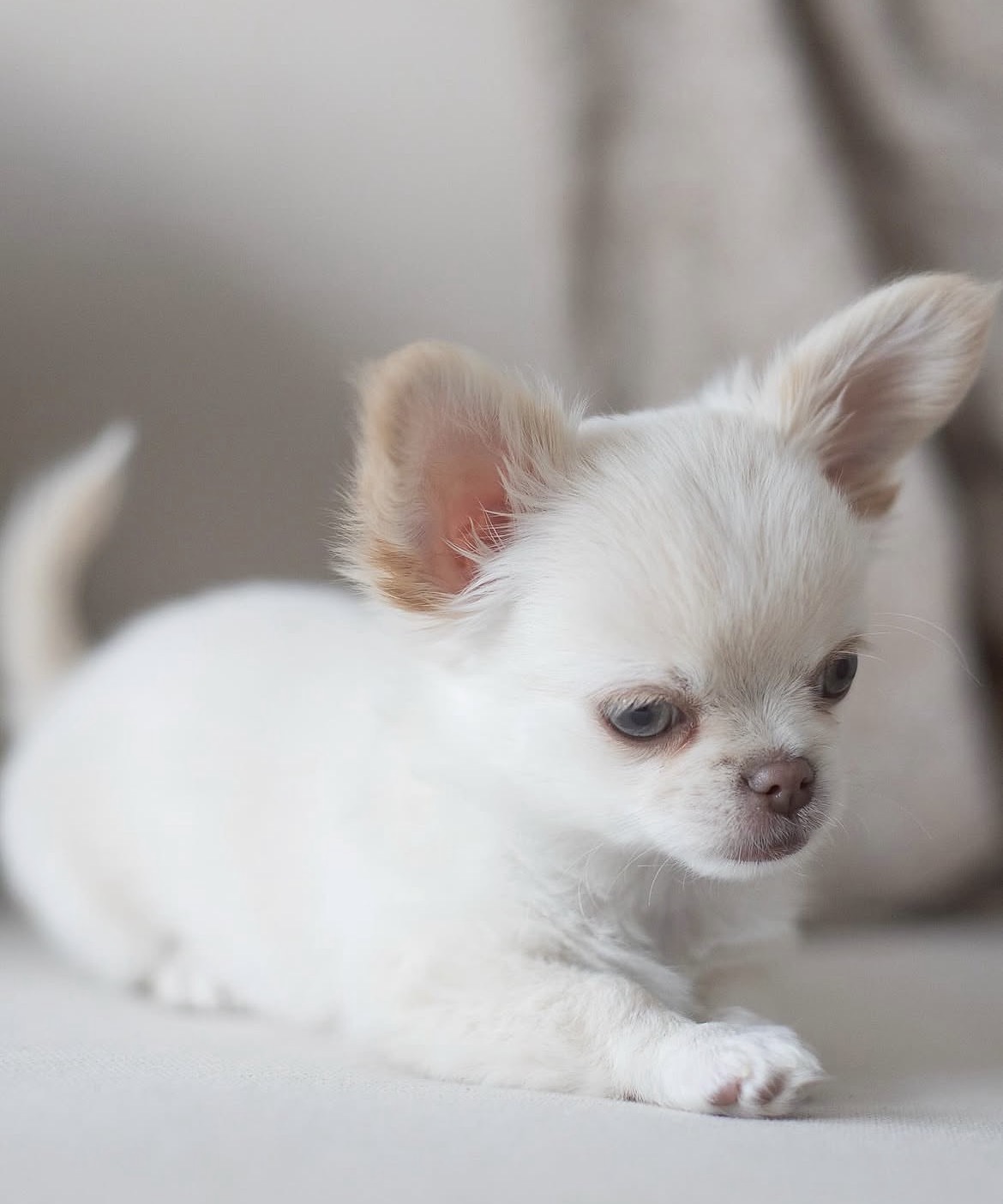 Close-up of Paco, White chihuahua