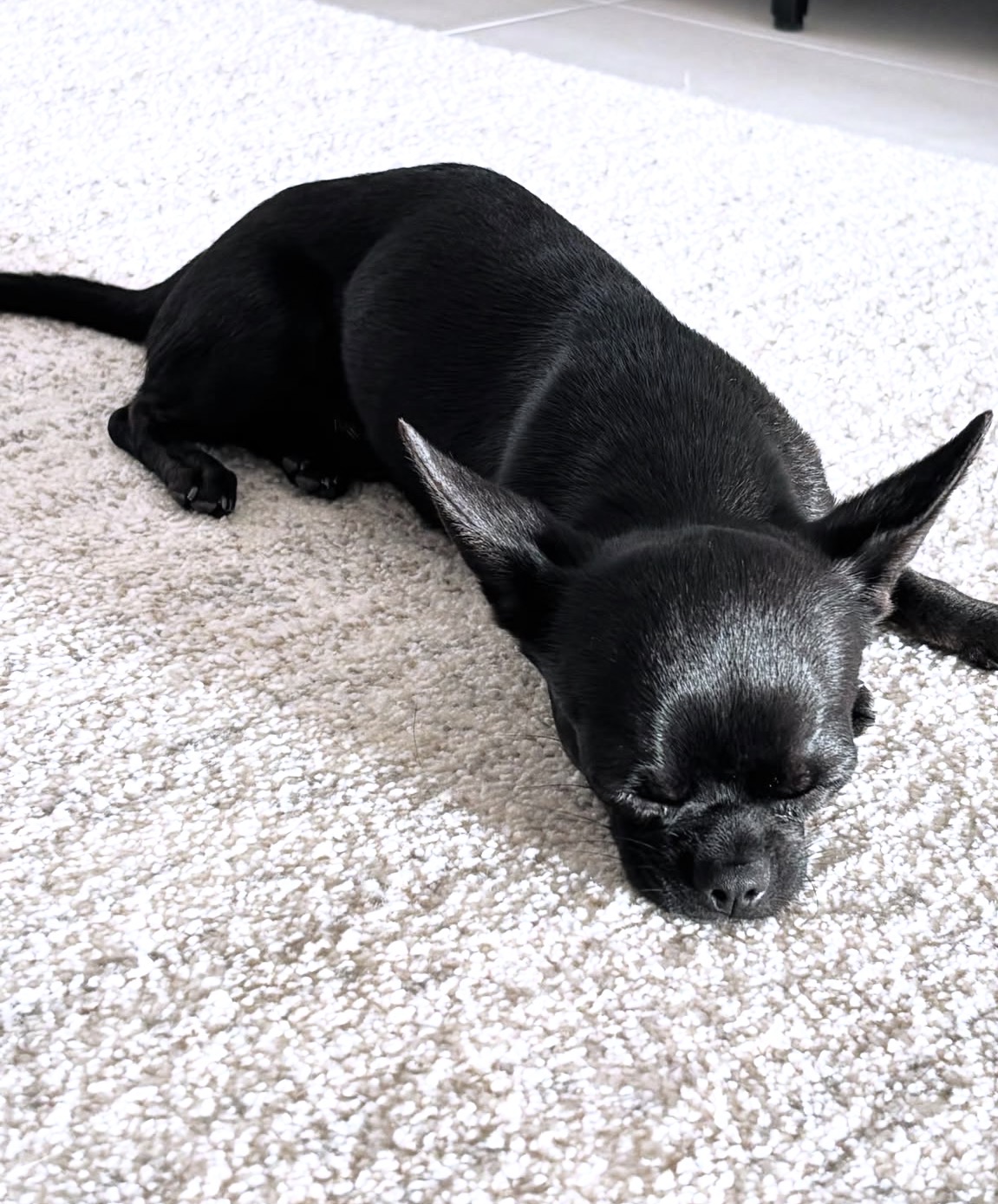 Side view of Rico, Fawn chihuahua