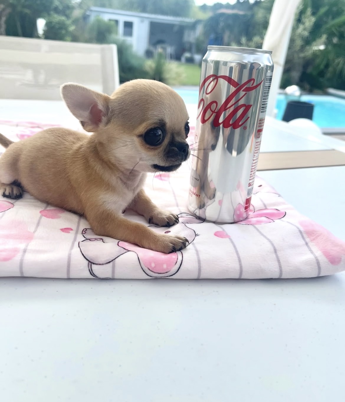 Taco, a male Fawn chihuahua puppy