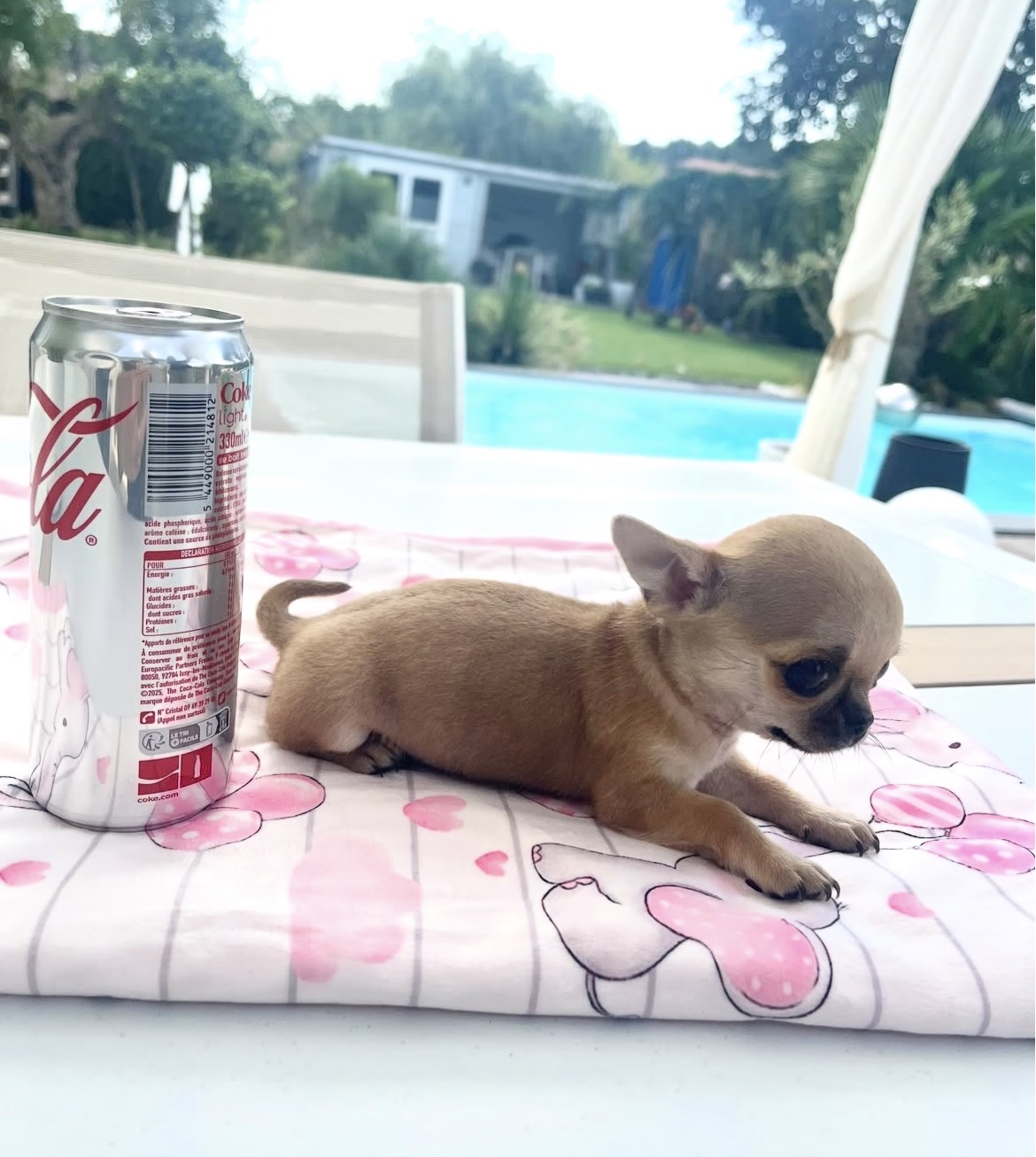 Side view of Taco, Fawn chihuahua