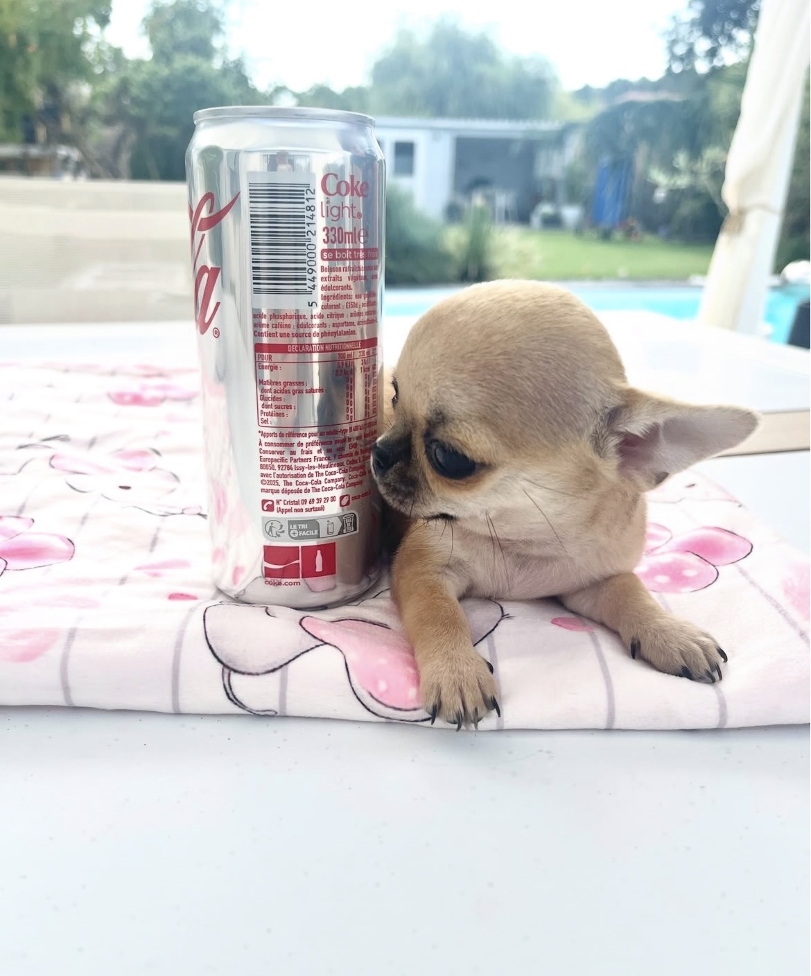 Close-up of Taco, Fawn chihuahua