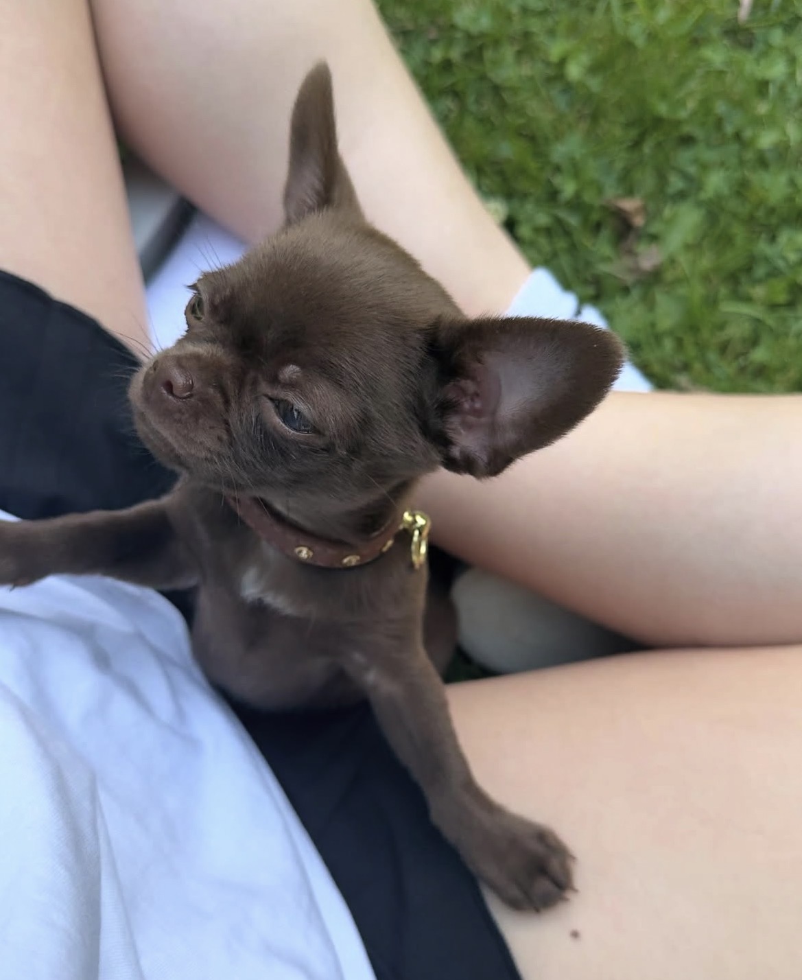 Tia, a female Chocolate chihuahua puppy