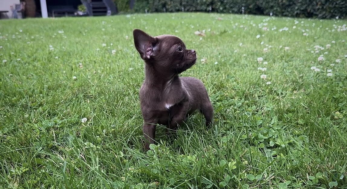 Side view of Tia, Chocolate chihuahua