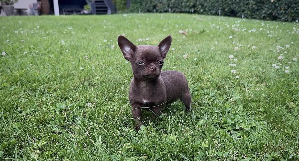 Close-up of Tia, Chocolate chihuahua