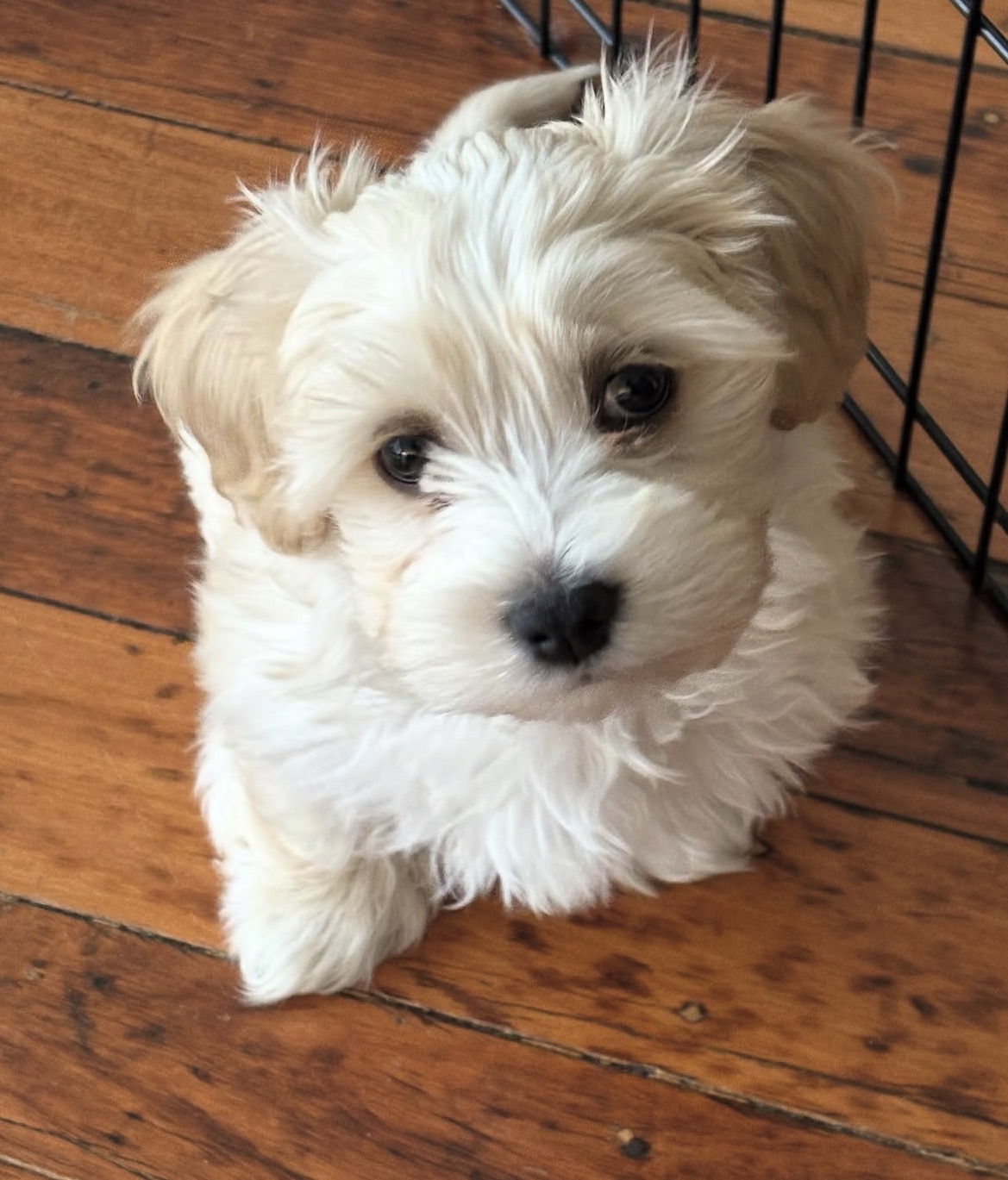 Bella, a female White havanese puppy
