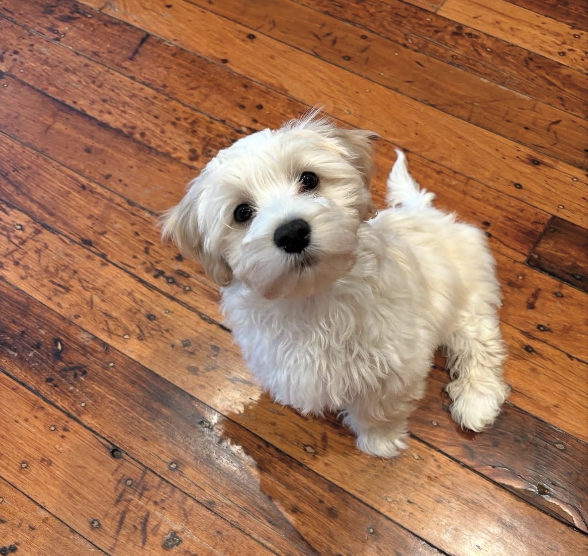 Side view of Bella, White havanese