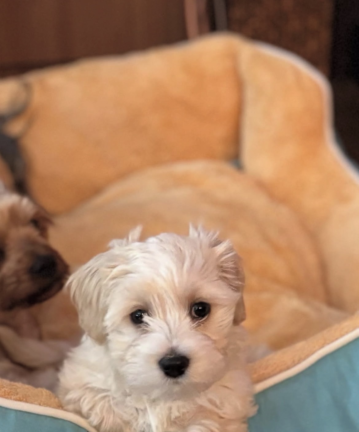 Close-up of Bella, White havanese
