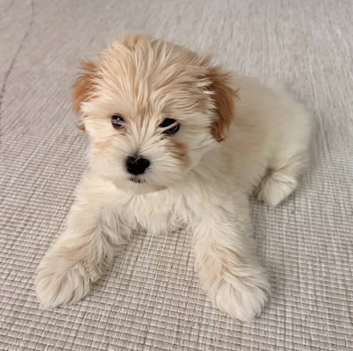 Lily, a female Cream havanese puppy