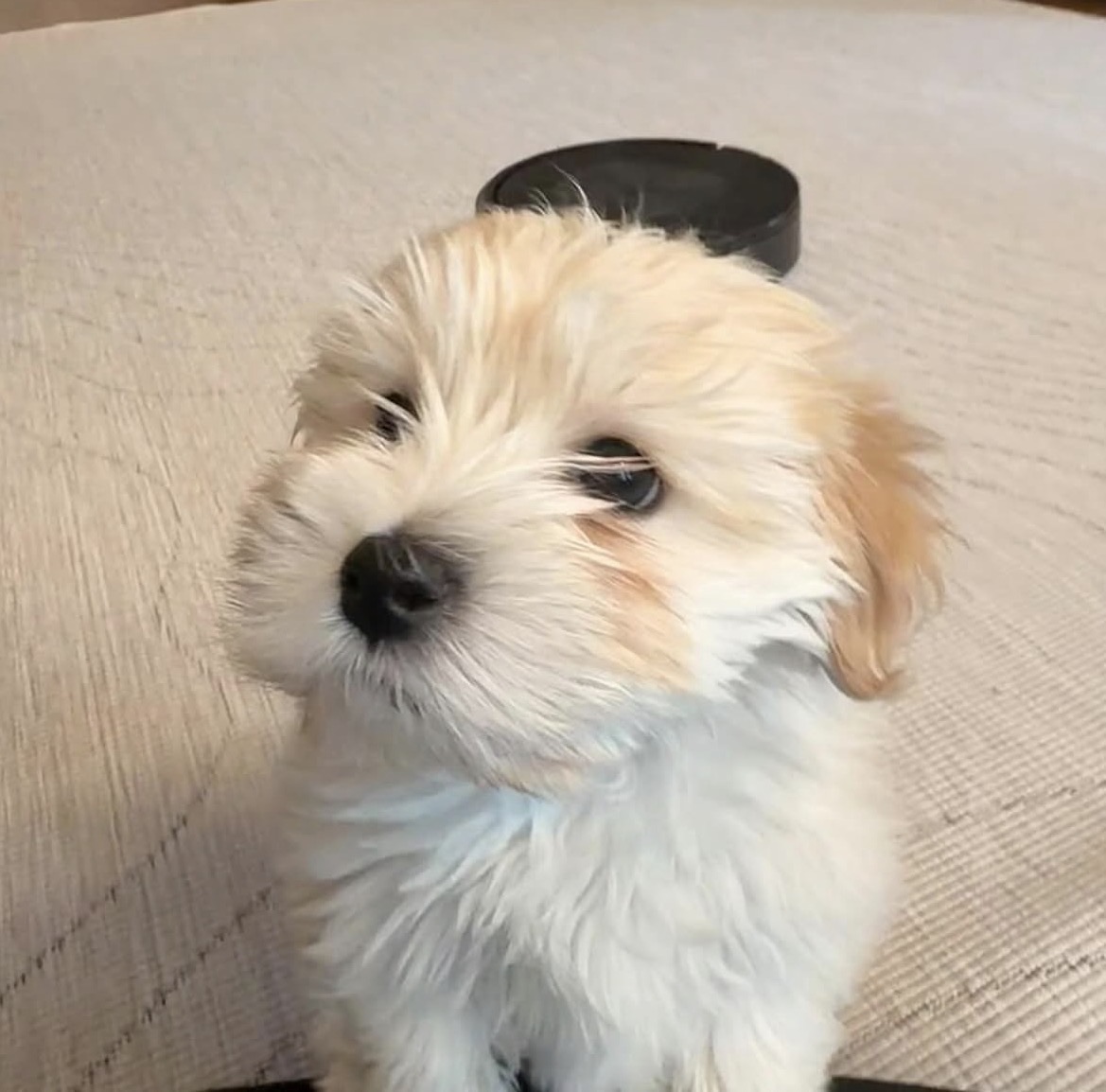 Side view of Lily, Cream havanese