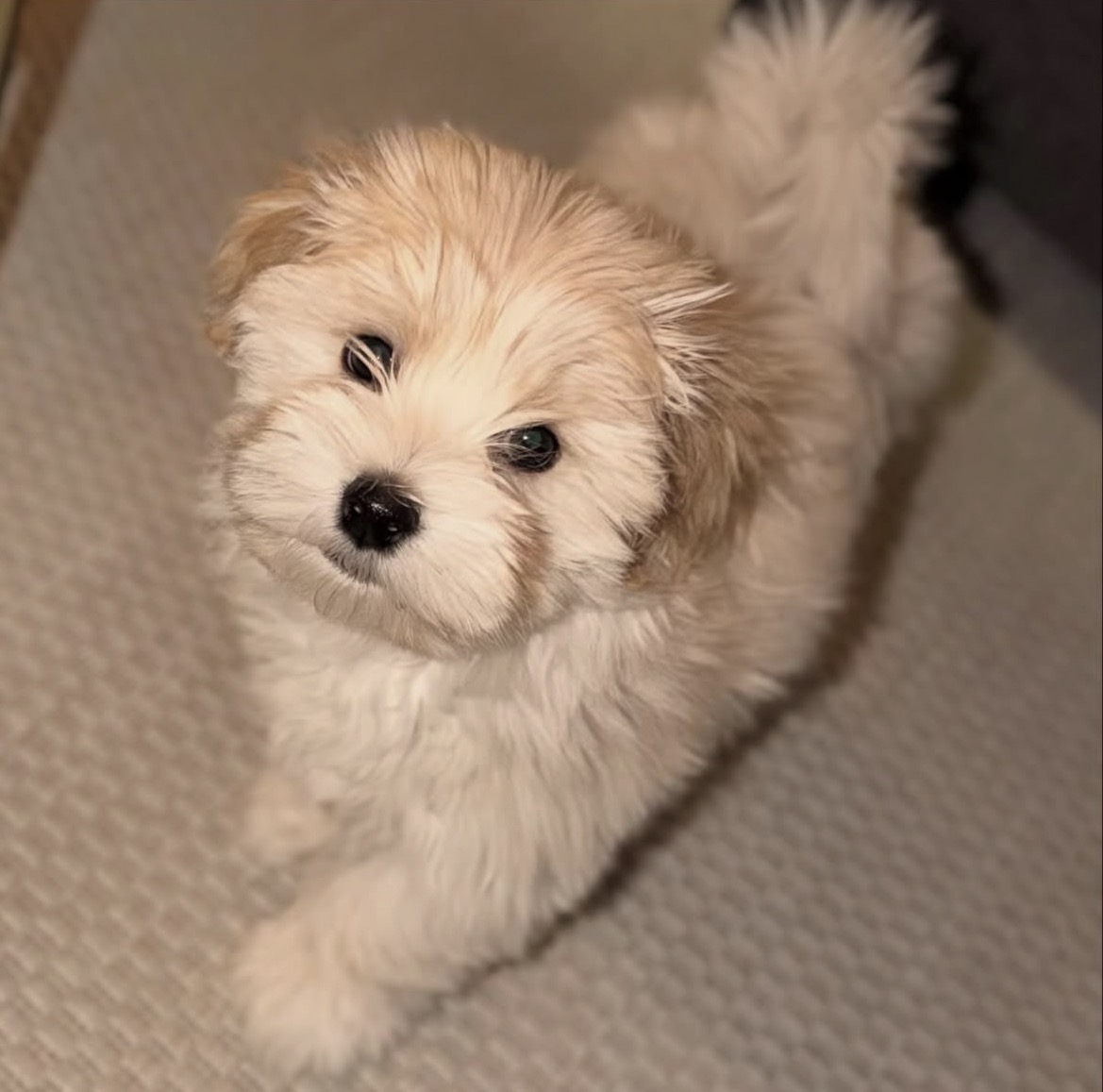 Close-up of Lily, Cream havanese