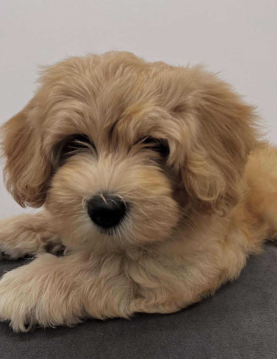 Max, a male Gold havanese puppy