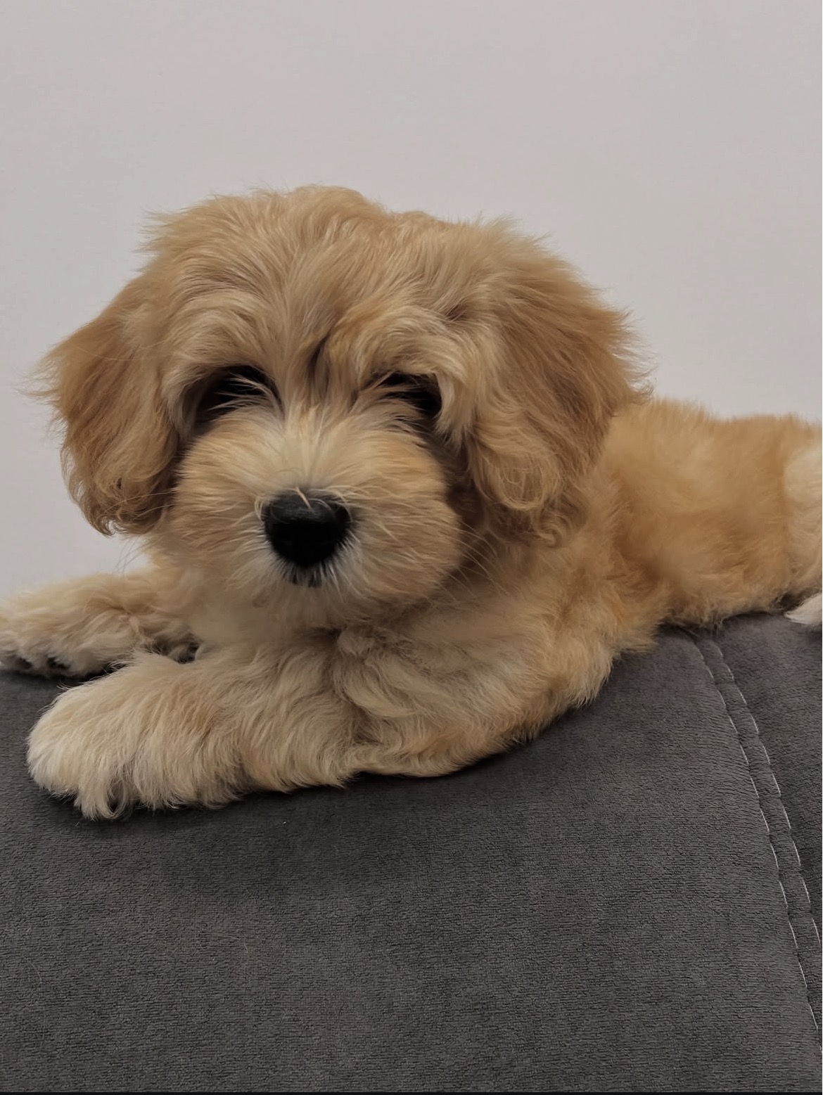Side view of Max, Gold havanese