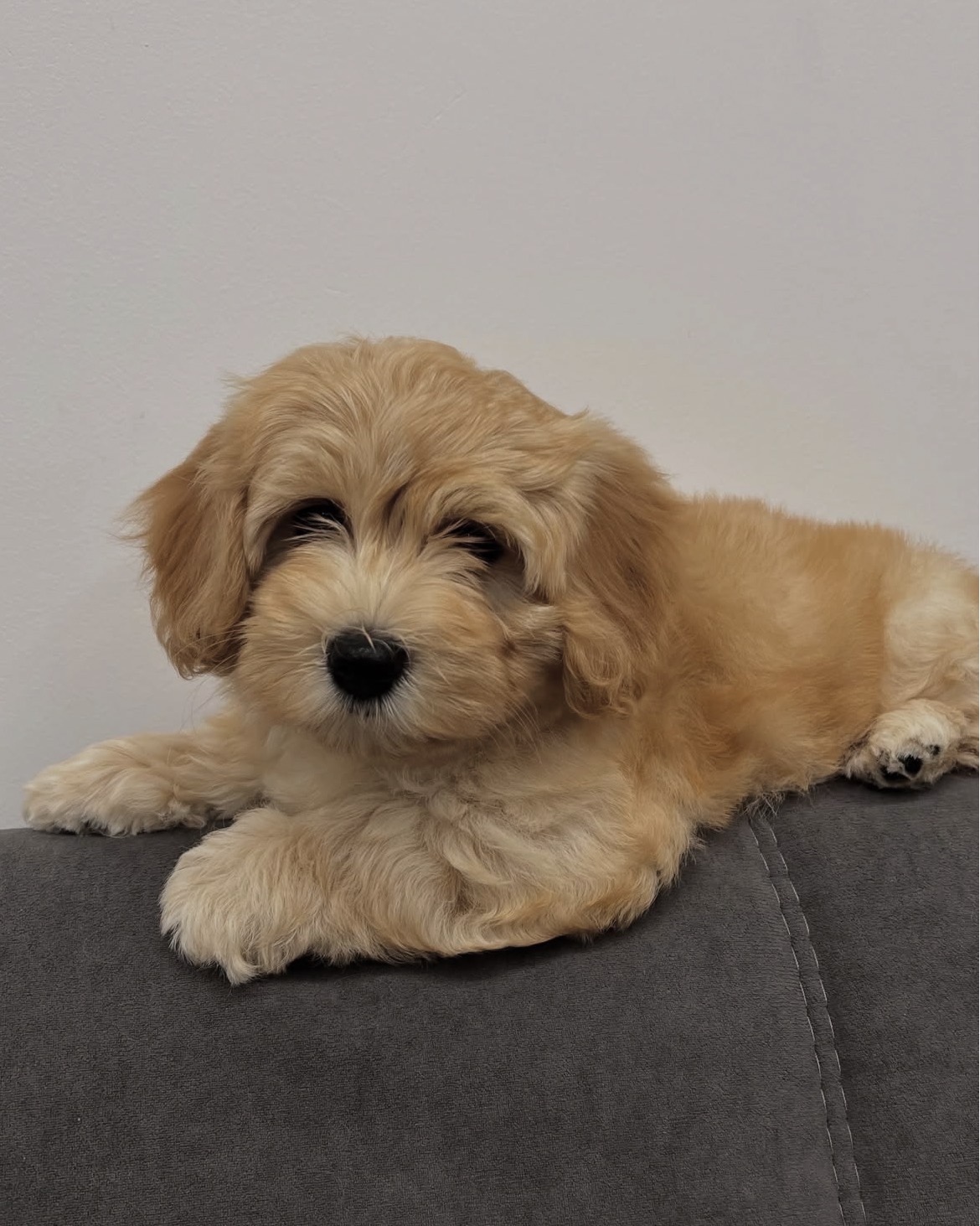 Close-up of Max, Gold havanese