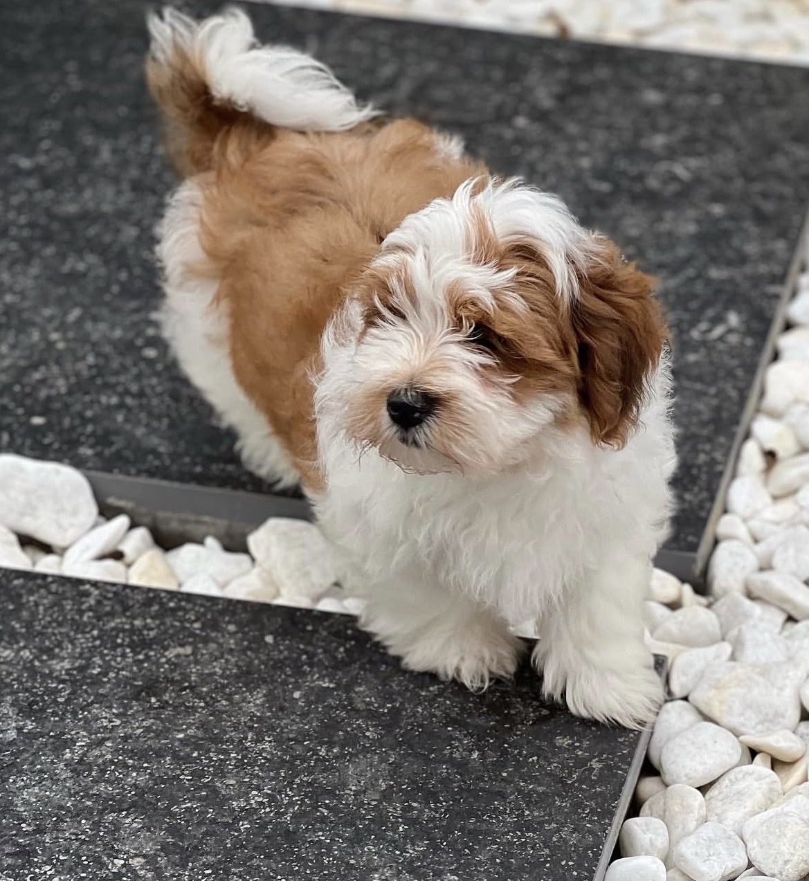 Mia, a female Gold havanese puppy