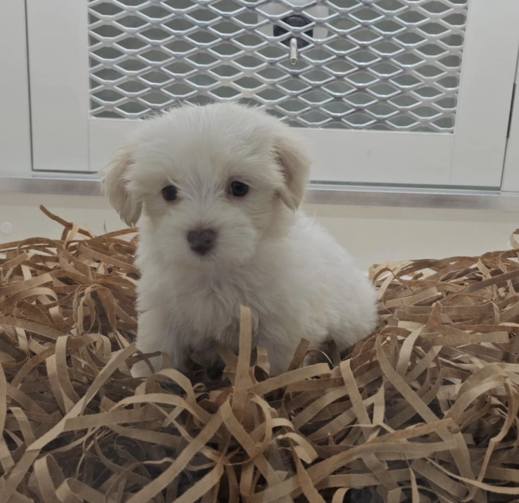 Oscar, a male White havanese puppy