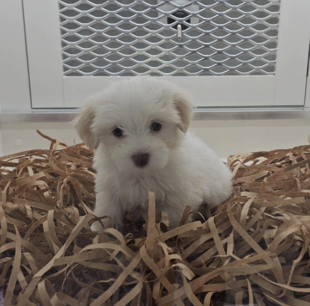 Side view of Oscar, White havanese