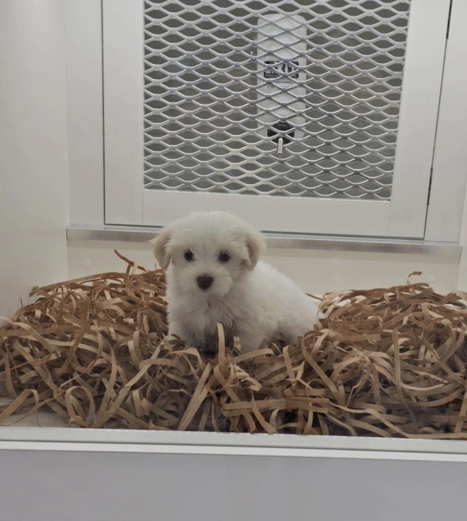 Close-up of Oscar, White havanese