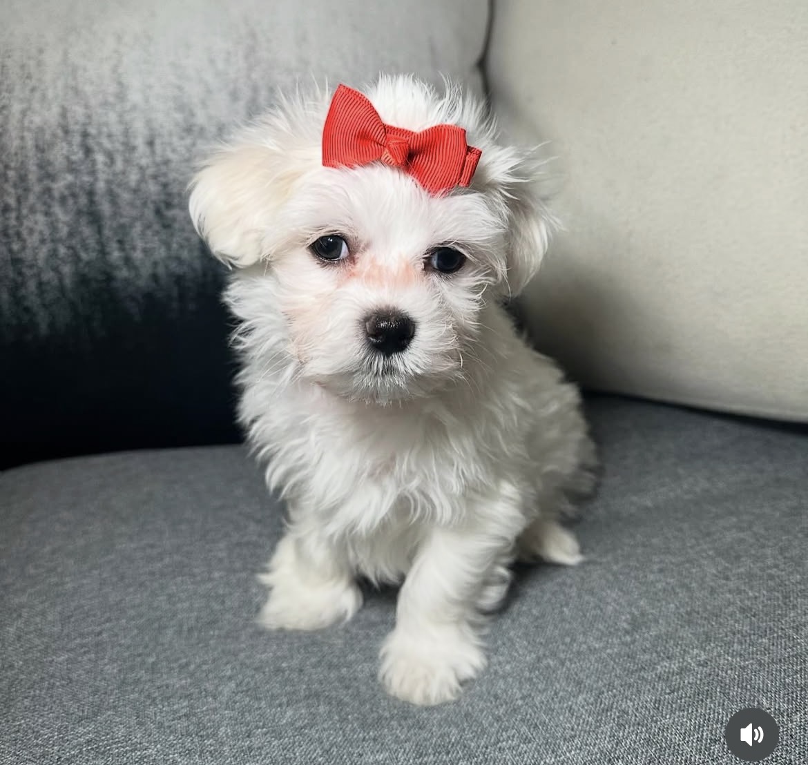 Bella, a female White maltese puppy