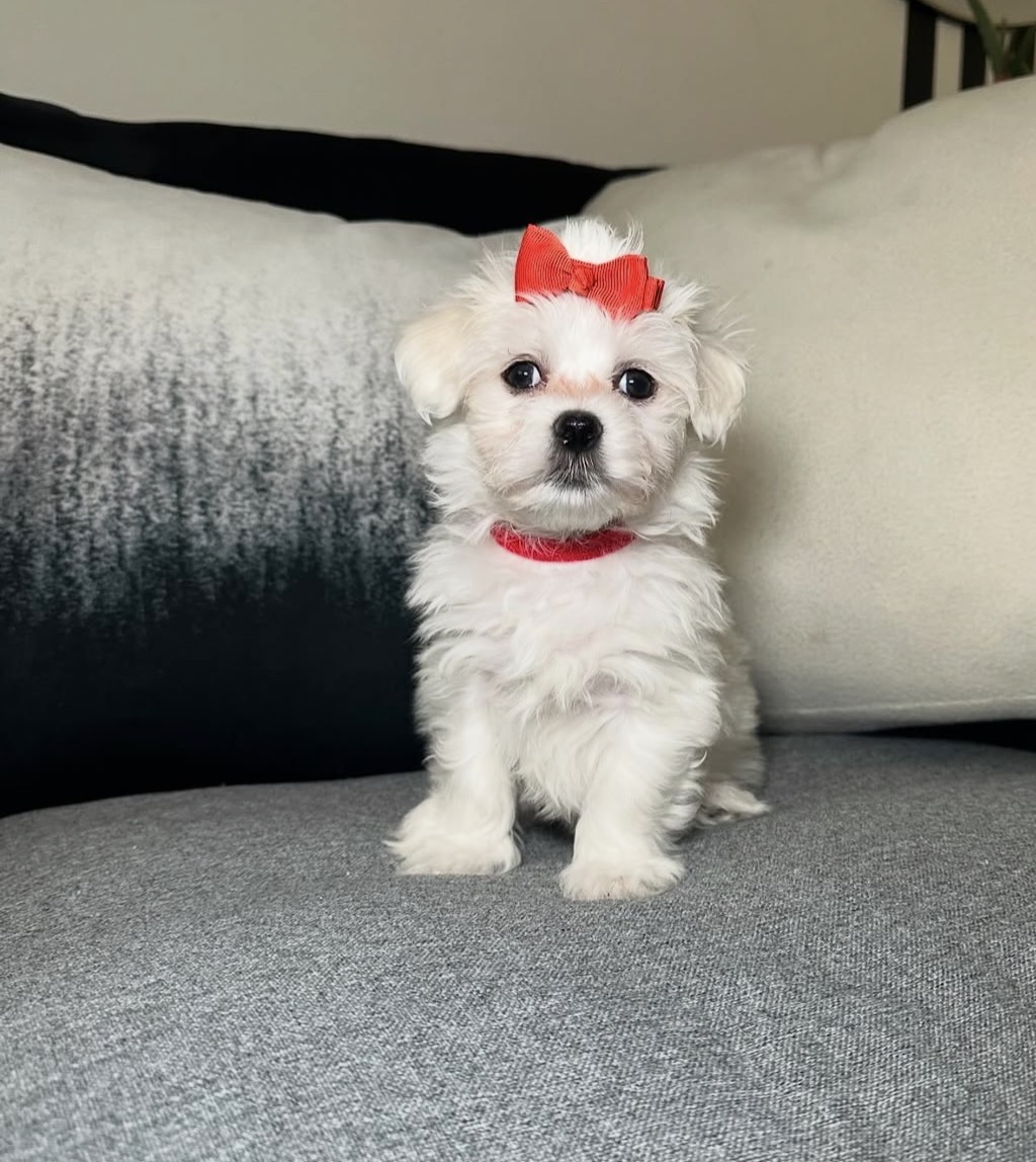 Side view of Bella, White maltese