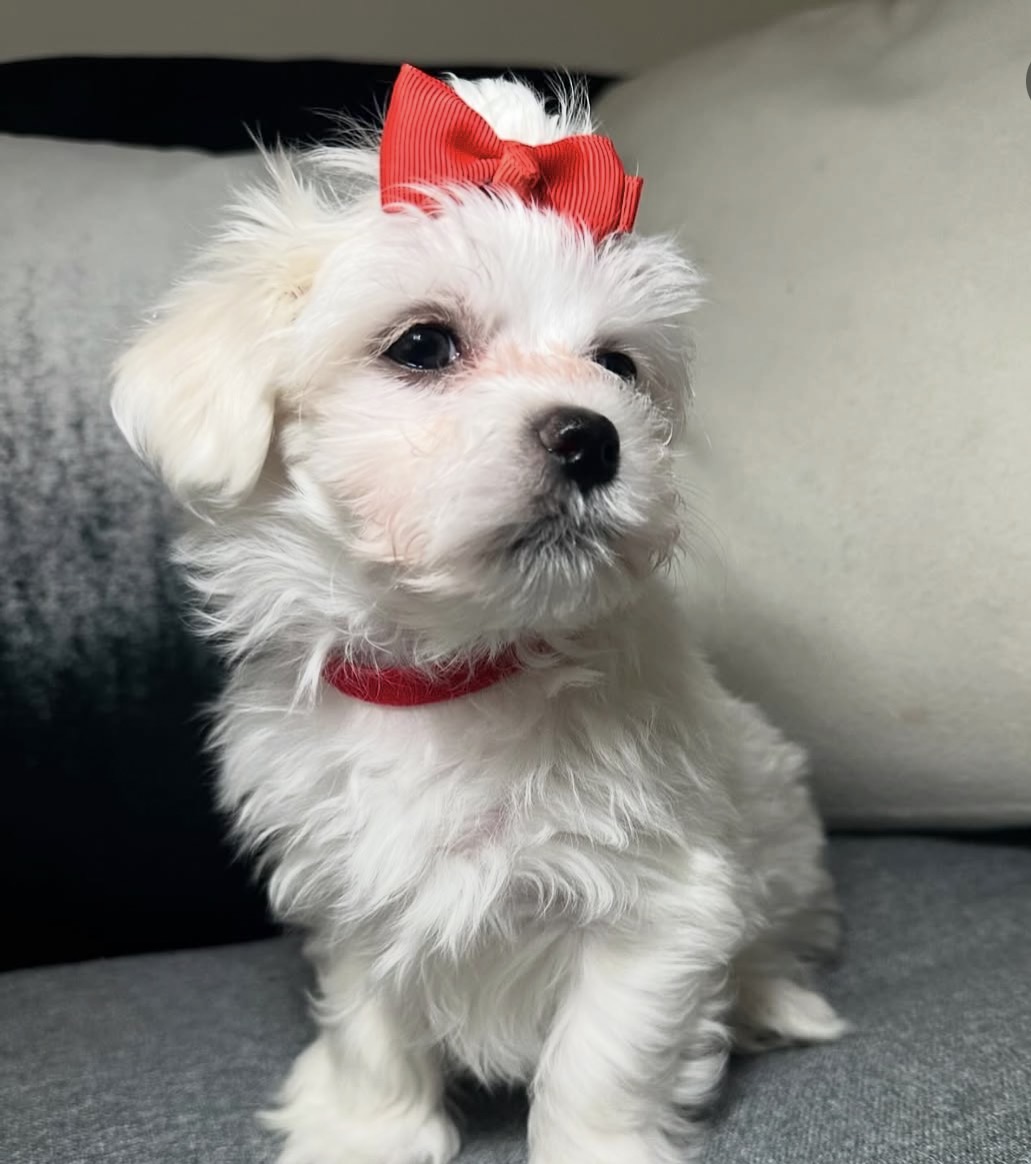Close-up of Bella, White maltese