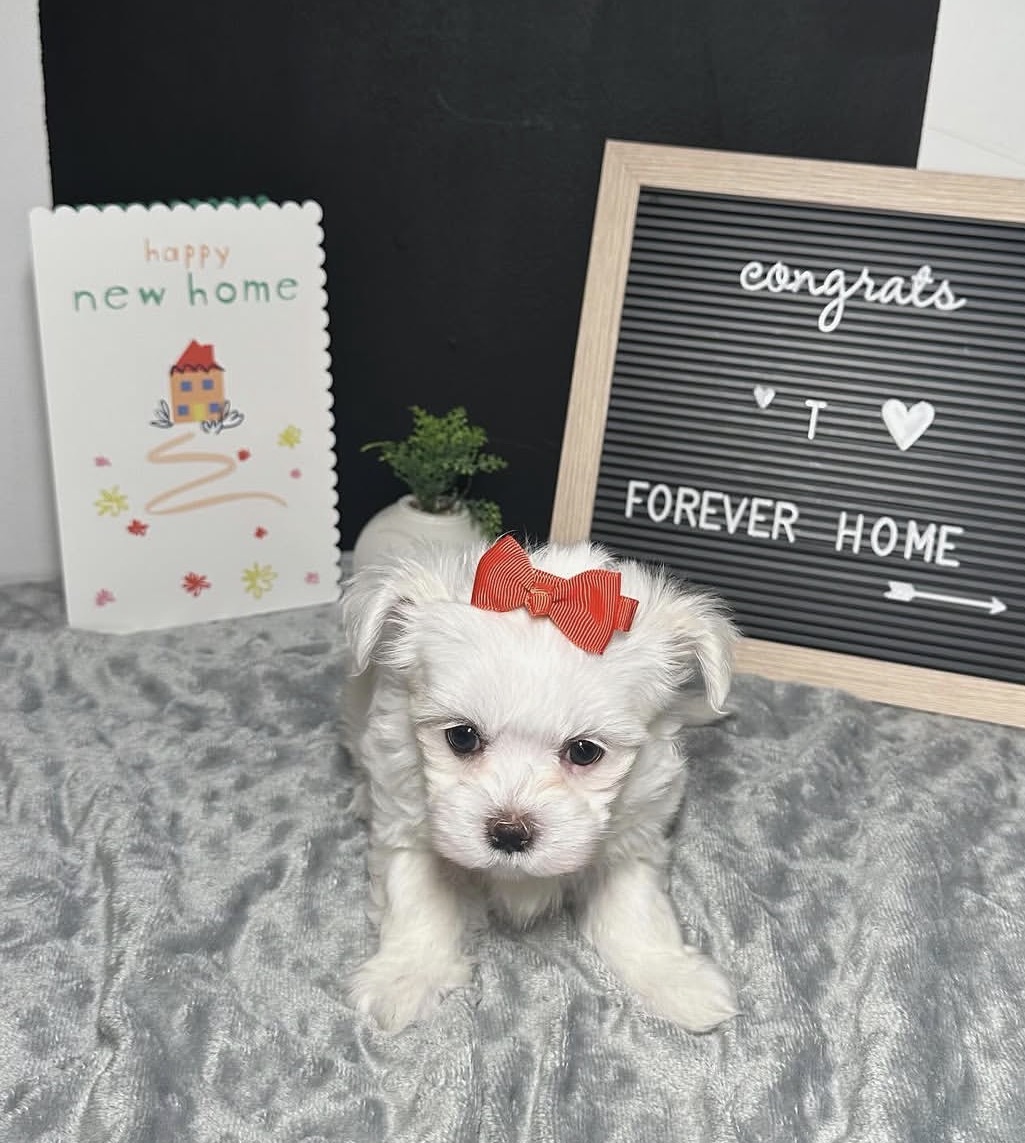 Coco, a female White maltese puppy