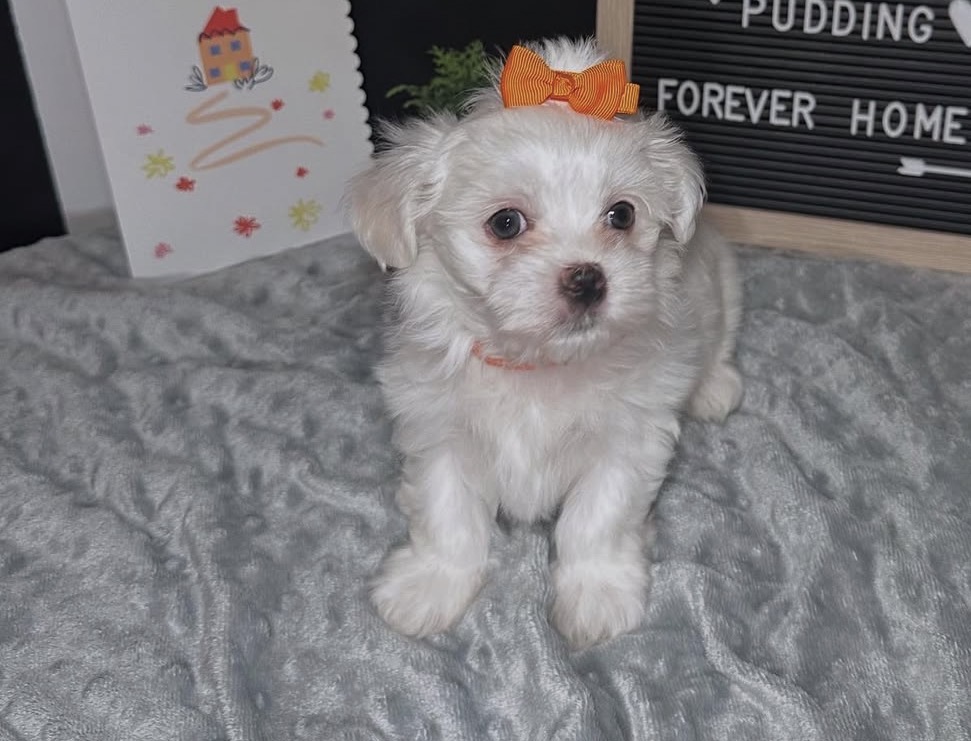 Side view of Coco, White maltese
