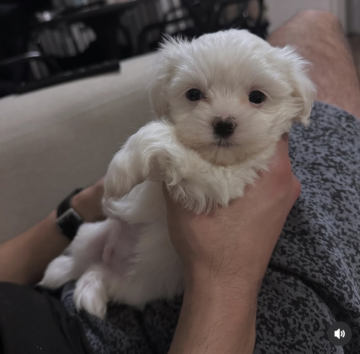 Close-up of Coco, White maltese