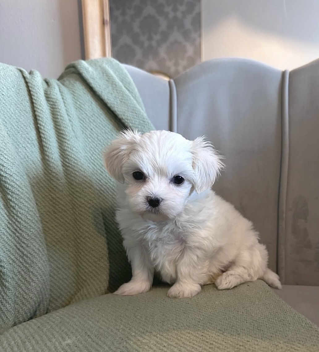 Max, a male White maltese puppy