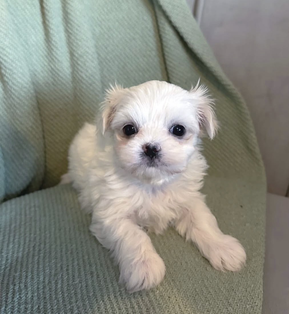 Side view of Max, White maltese