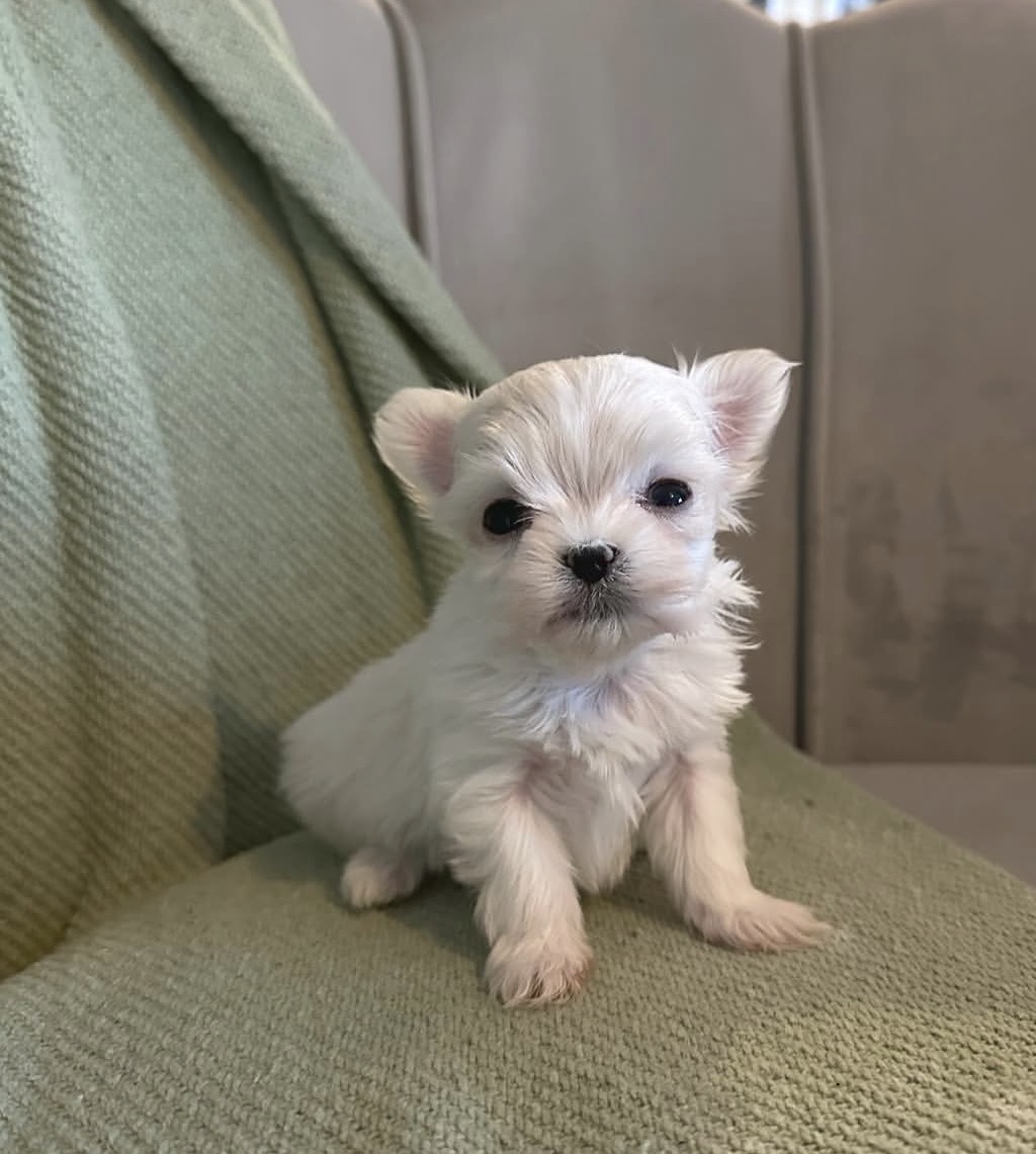 Close-up of Max, White maltese