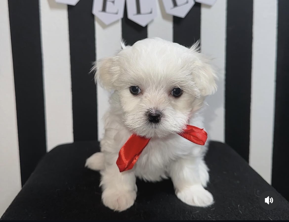 Mia, a female White maltese puppy