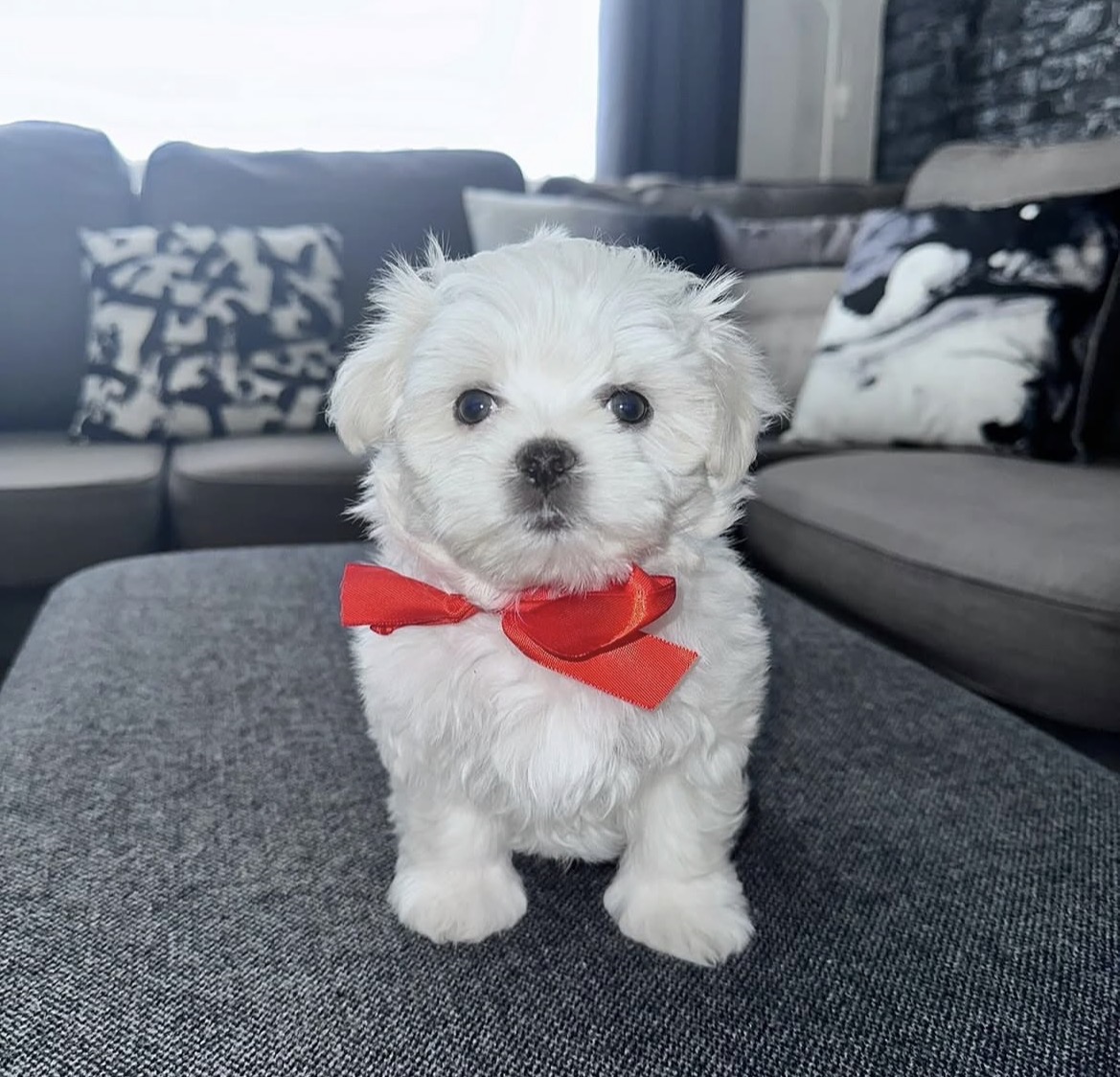 Side view of Mia, White maltese