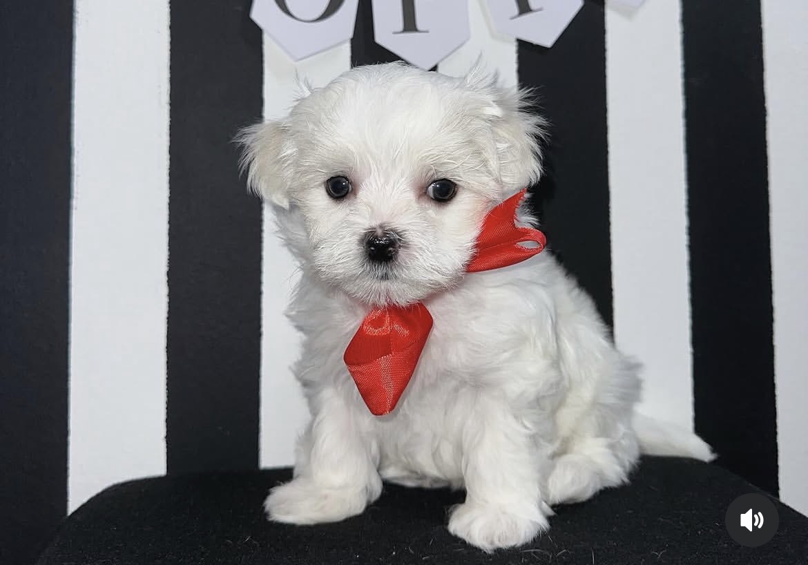 Close-up of Mia, White maltese