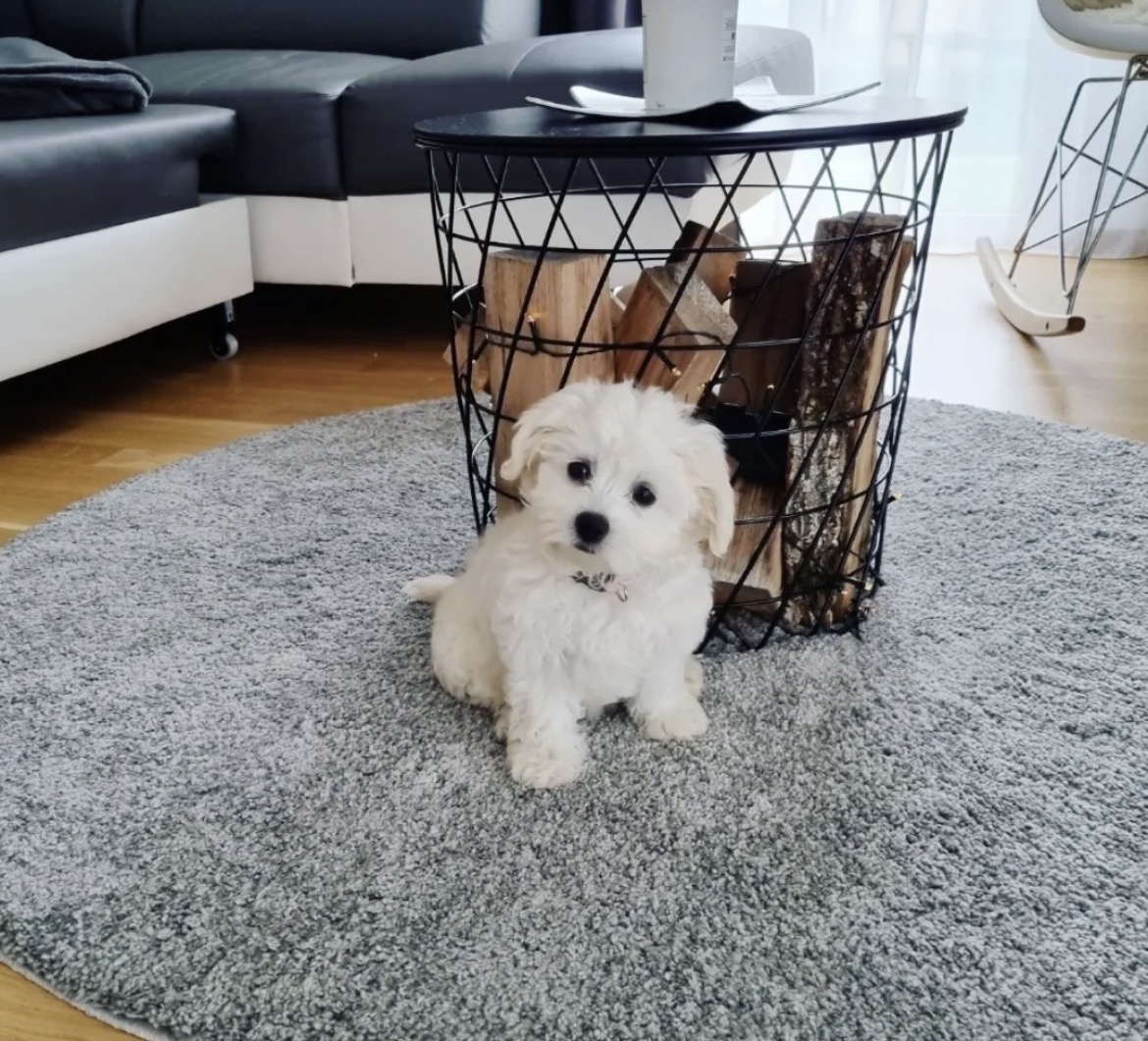 Oliver, a male White maltese puppy